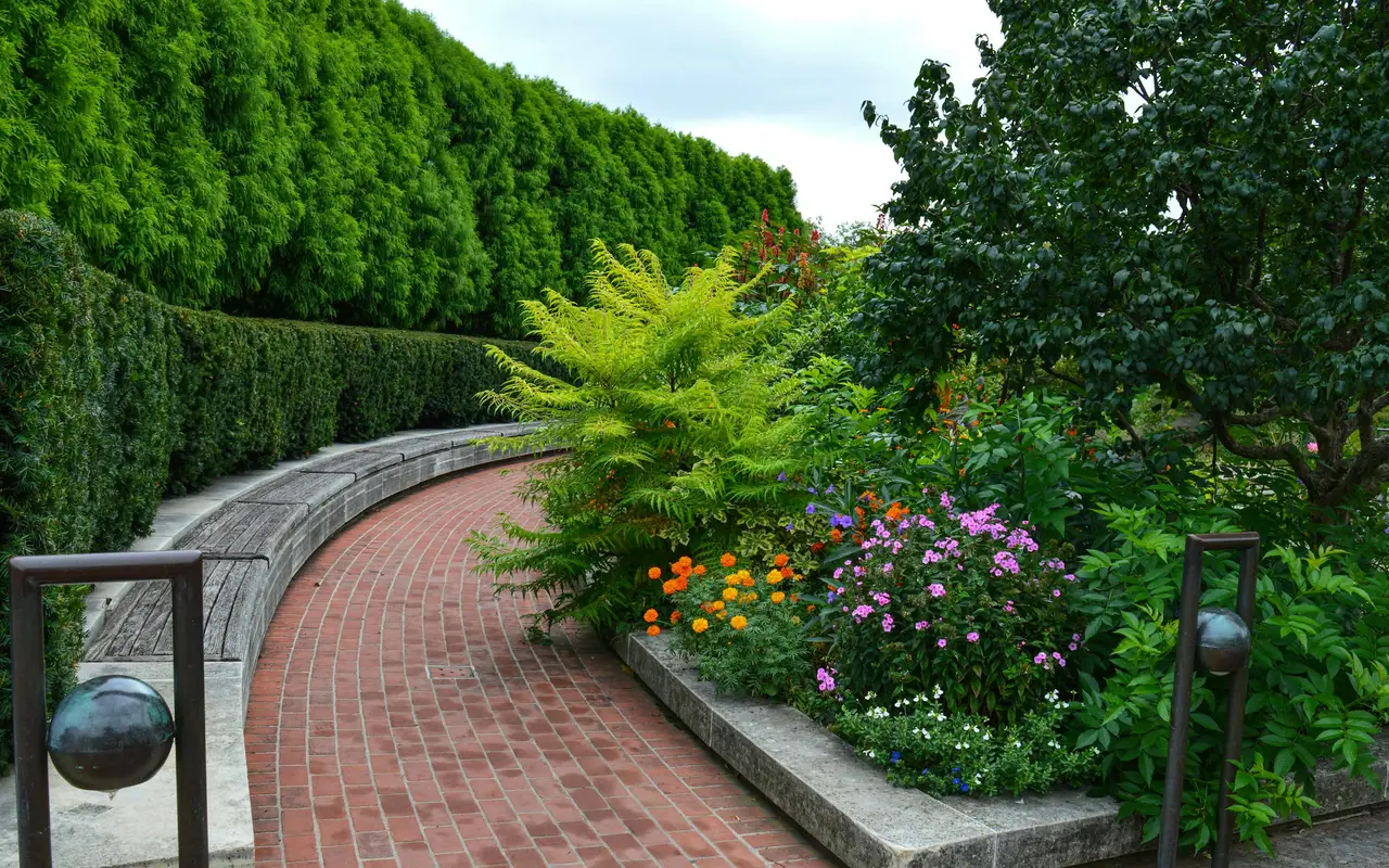 Laubbaum mit dichter Krone spendet Schatten in einem sonnigen Garten