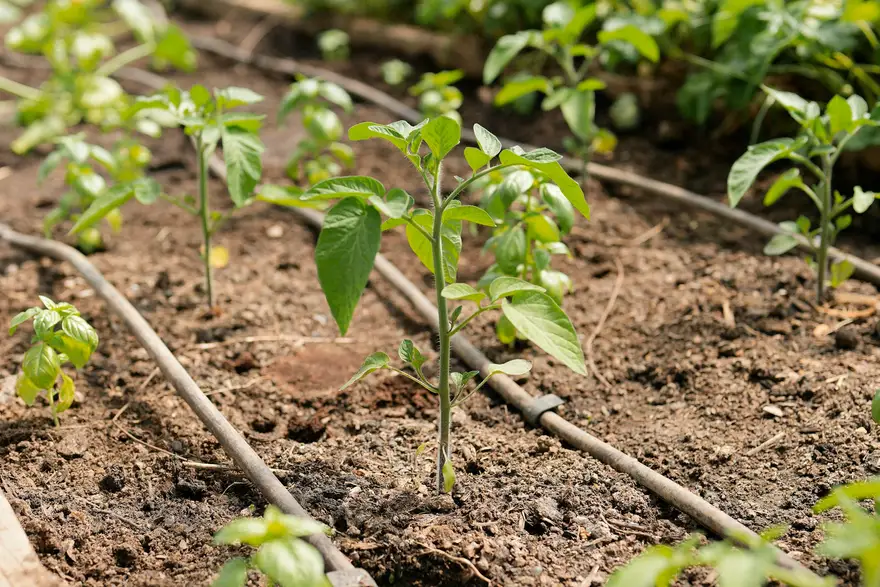 Tropfschlauch zwischen Gemüsepflanzen in einem gemulchten Beet