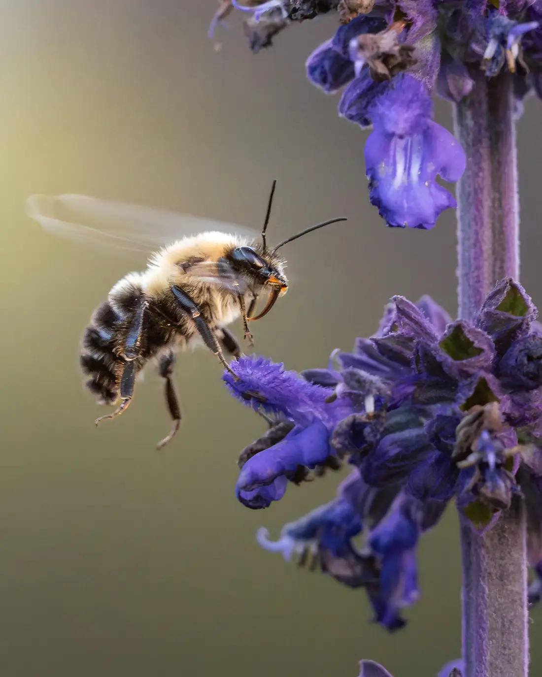 Biene im Anflug auf eine violette Salbeiblüte