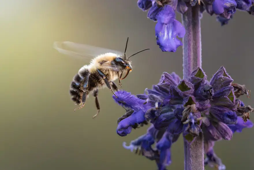 Wildbiene auf einer violetten Blüte einer heimischen Wildstaude