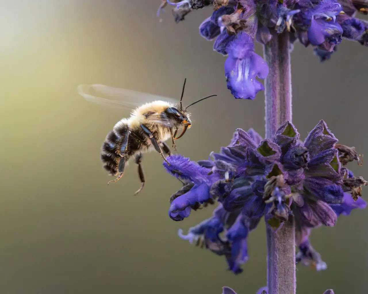 Wildbiene auf einer violetten Blüte einer heimischen Wildstaude