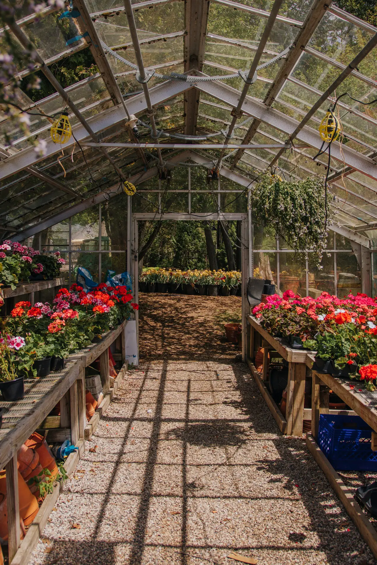 Gewächshaus mit Pflanzentischen voller Blumen und Kiesweg