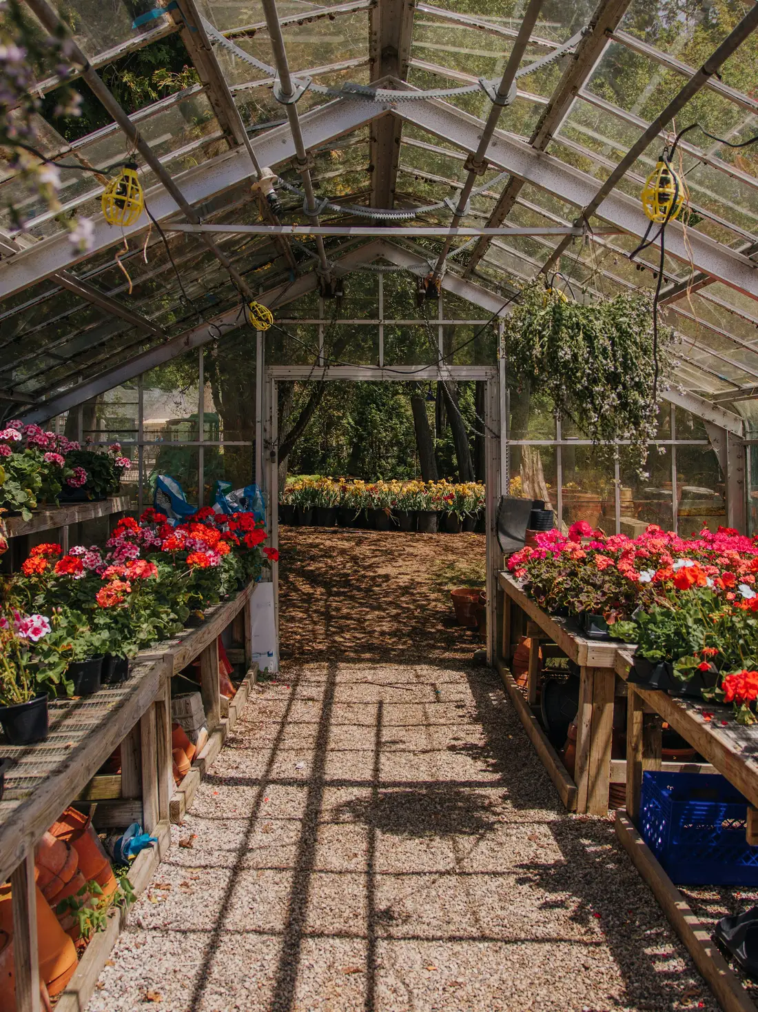 Gewächshaus mit Pflanzentischen voller Blumen und Kiesweg