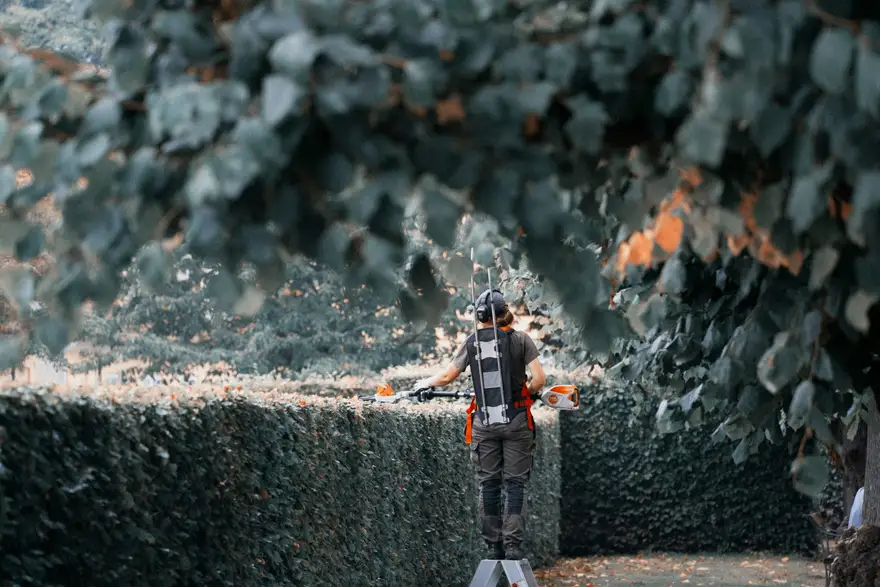 Frisch geschnittene, dichte Laubhecke an einer Gartengrenze